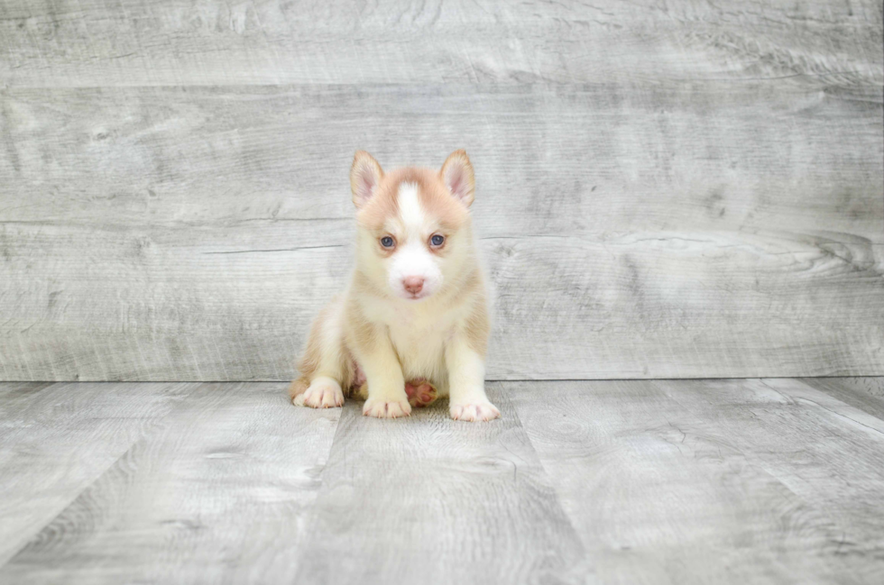 Pomsky Pup Being Cute