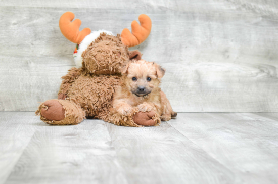 Morkie Pup Being Cute