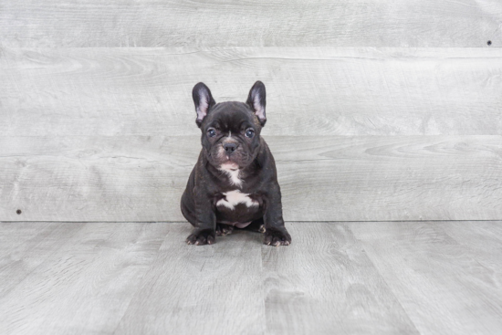 Best French Bulldog Baby