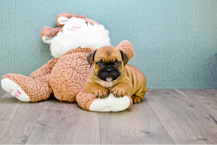 English Bulldog Pup Being Cute