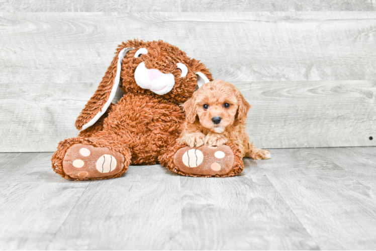 Smart Cavapoo Poodle Mix Pup