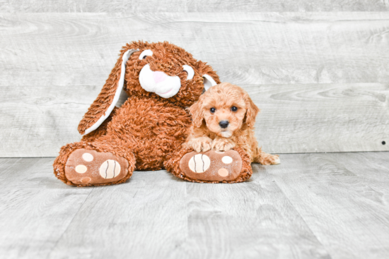 Smart Cavapoo Poodle Mix Pup