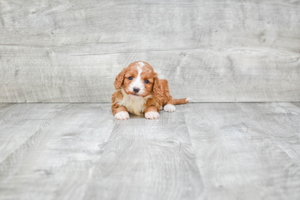 Friendly Cavapoo Baby