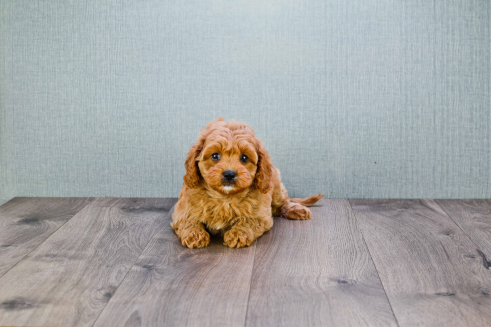 Funny Cavapoo Poodle Mix Pup