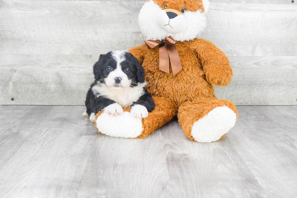 Best Mini Bernedoodle Baby