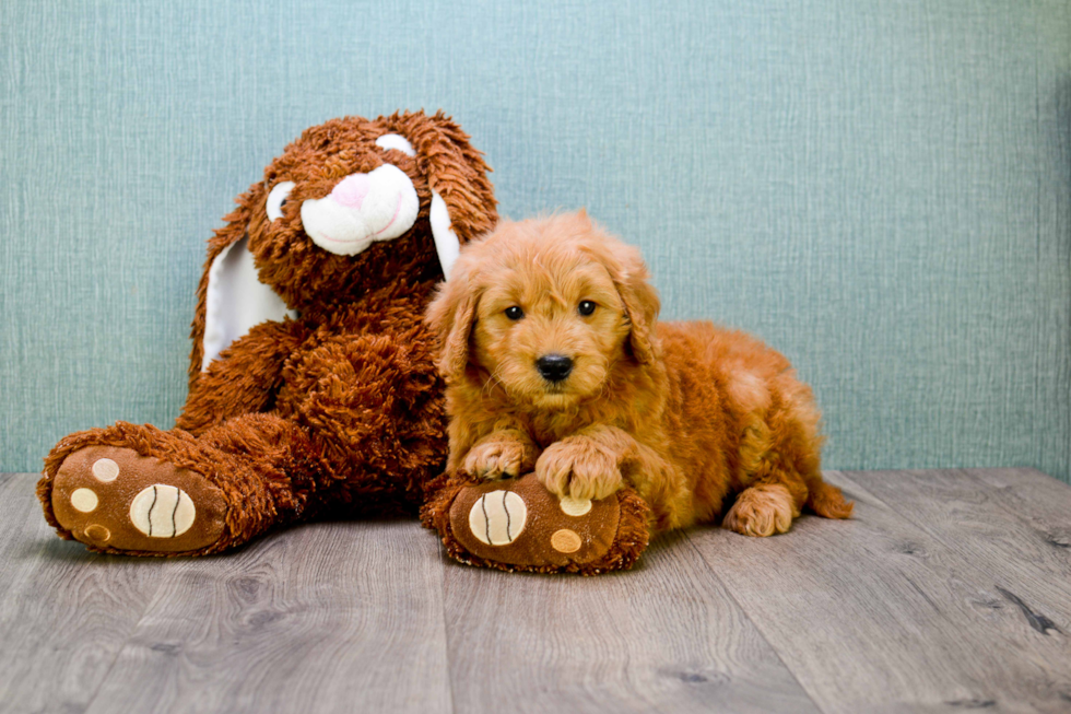 Best Mini Goldendoodle Baby