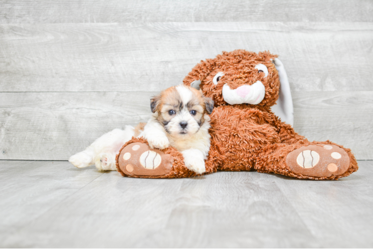 Hypoallergenic Shichon Designer Puppy