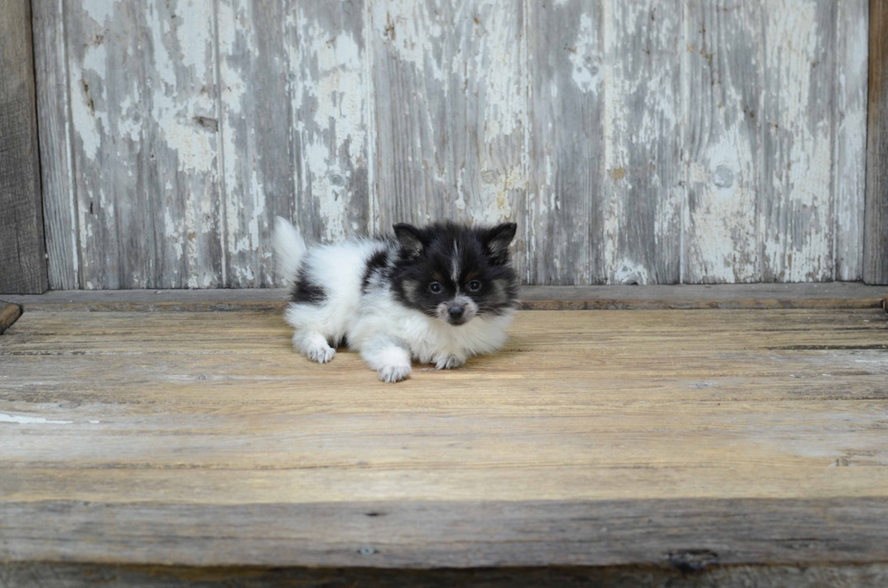 Playful Pomeranian Baby