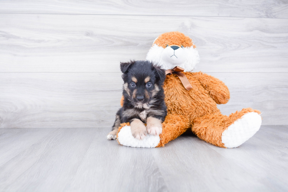 Adorable Aussiepoo Poodle Mix Puppy