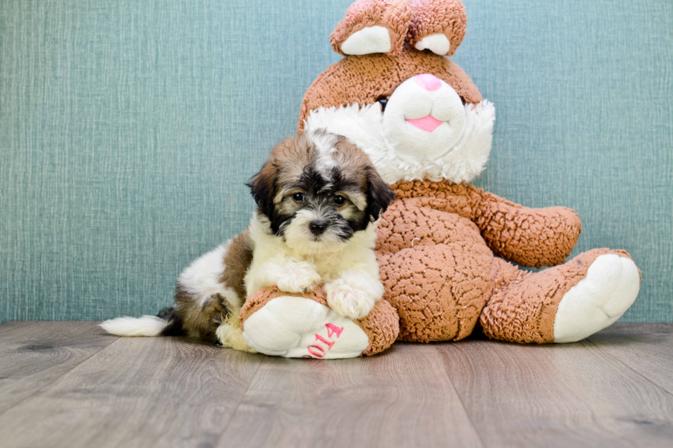 Playful Havanese Purebred Pup