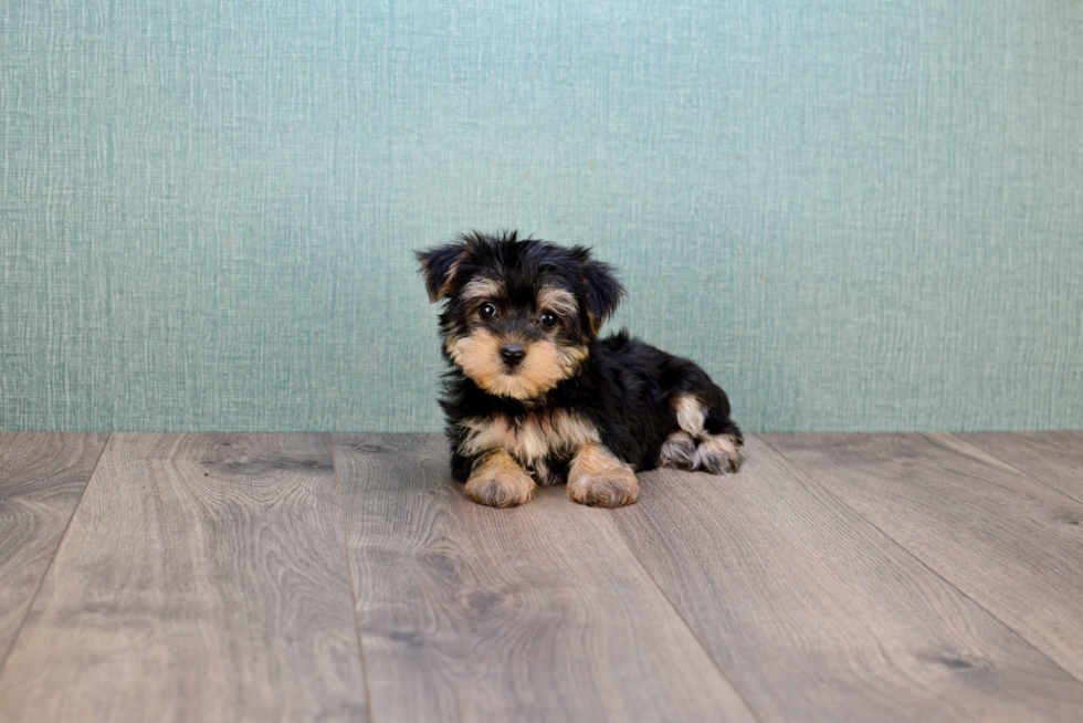 Morkie Pup Being Cute