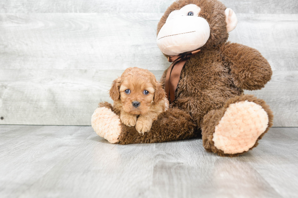 Playful Cavoodle Poodle Mix Puppy