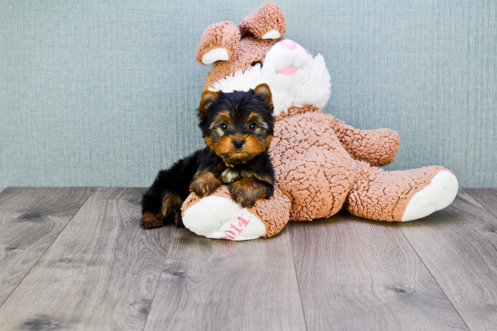 Meet Ronaldo - our Yorkshire Terrier Puppy Photo 