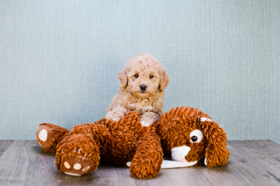 Little Golden Retriever Poodle Mix Puppy