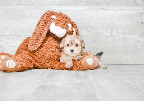 Fluffy Morkie Designer Pup