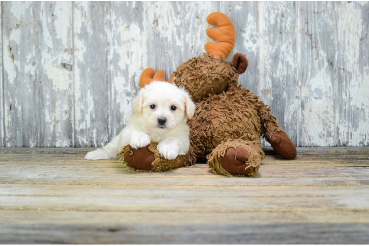 Hypoallergenic Havanese Purebred Pup