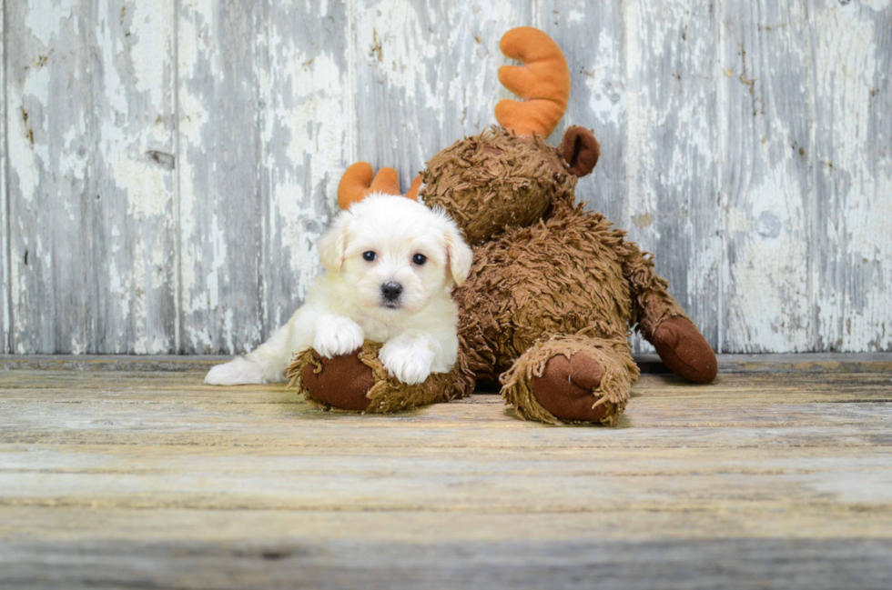 Hypoallergenic Havanese Purebred Pup