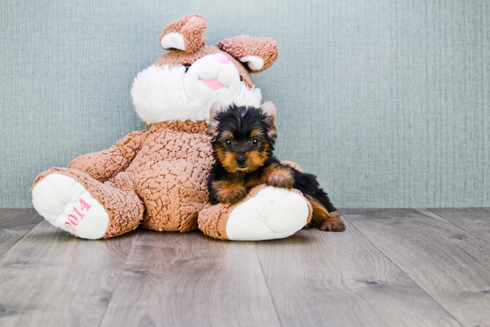 Meet Izzie - our Yorkshire Terrier Puppy Photo 