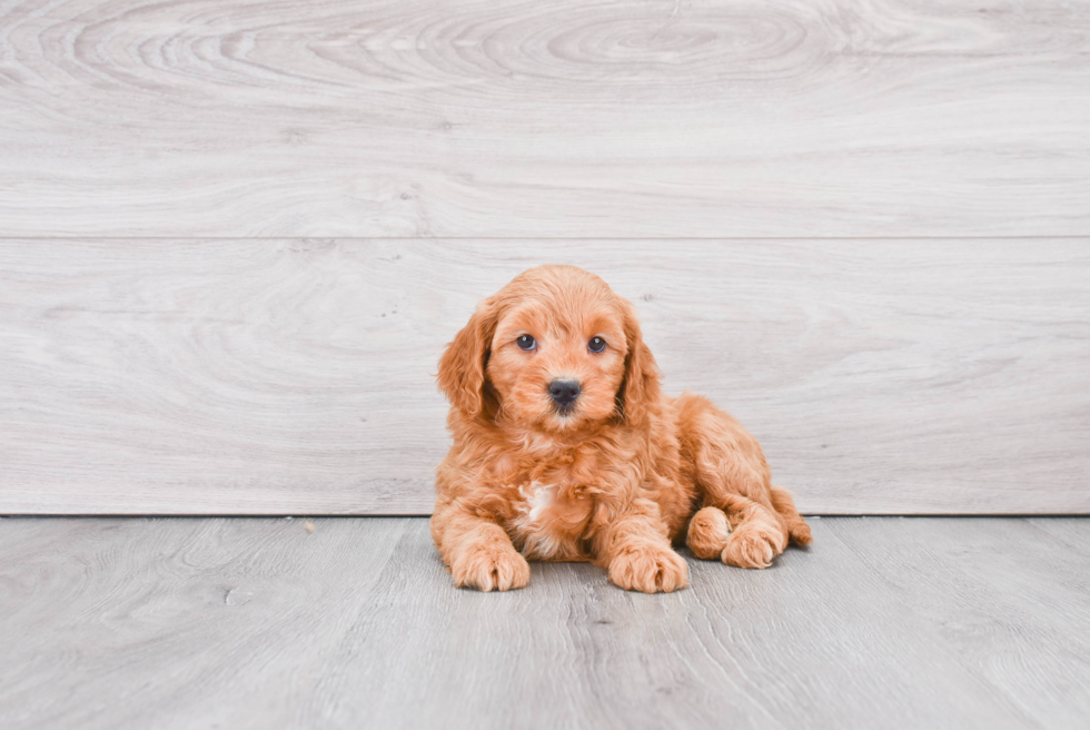 Mini Goldendoodle Puppy for Adoption