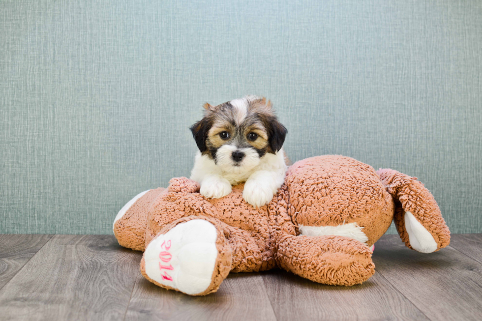 Fluffy Teddy Bear Designer Pup