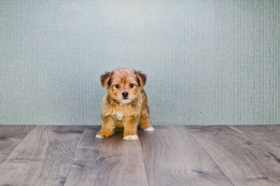 Friendly Morkie Baby