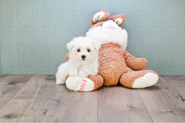 Little Maltepoo Poodle Mix Puppy