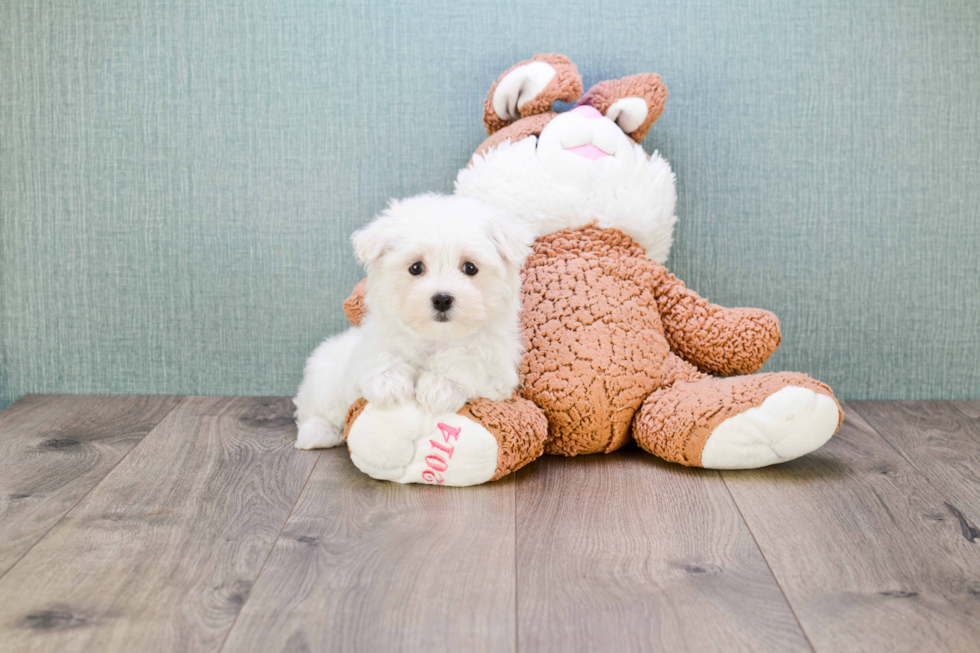 Little Maltepoo Poodle Mix Puppy