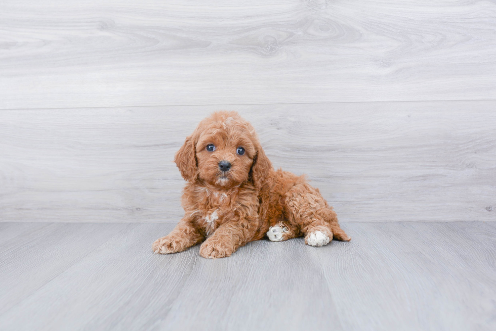 Cavapoo Pup Being Cute