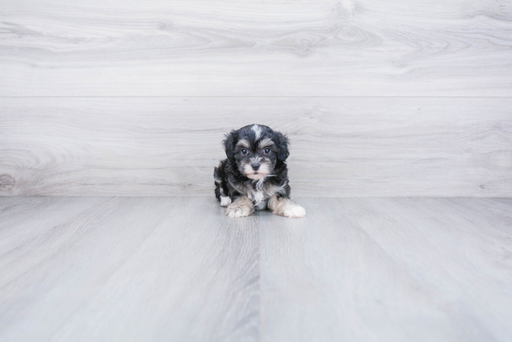 Energetic Maltepoo Poodle Mix Puppy