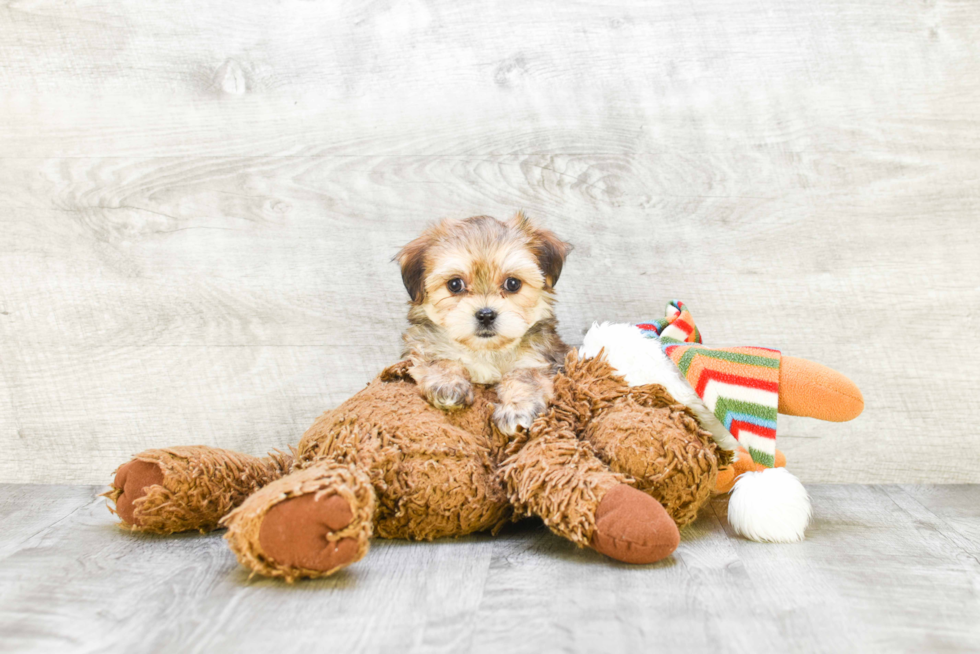 Morkie Pup Being Cute