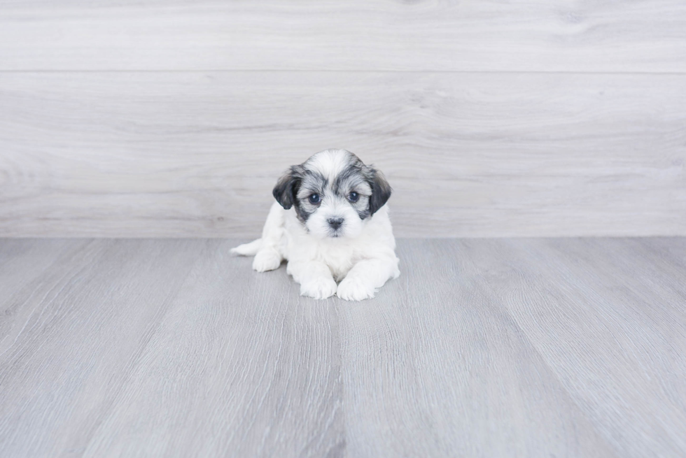 Happy Maltipoo Baby