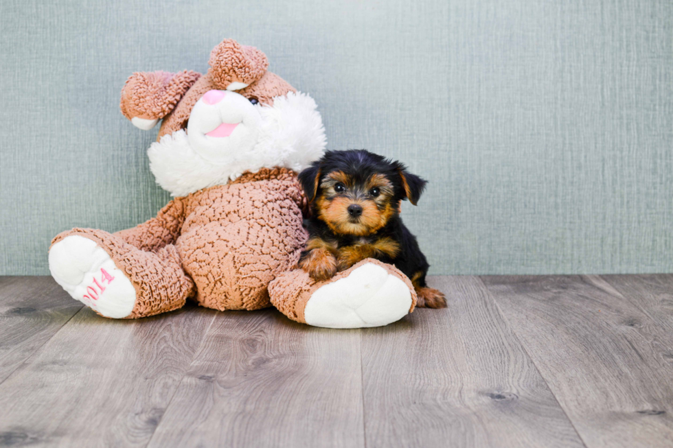 Meet Timmy - our Yorkshire Terrier Puppy Photo 