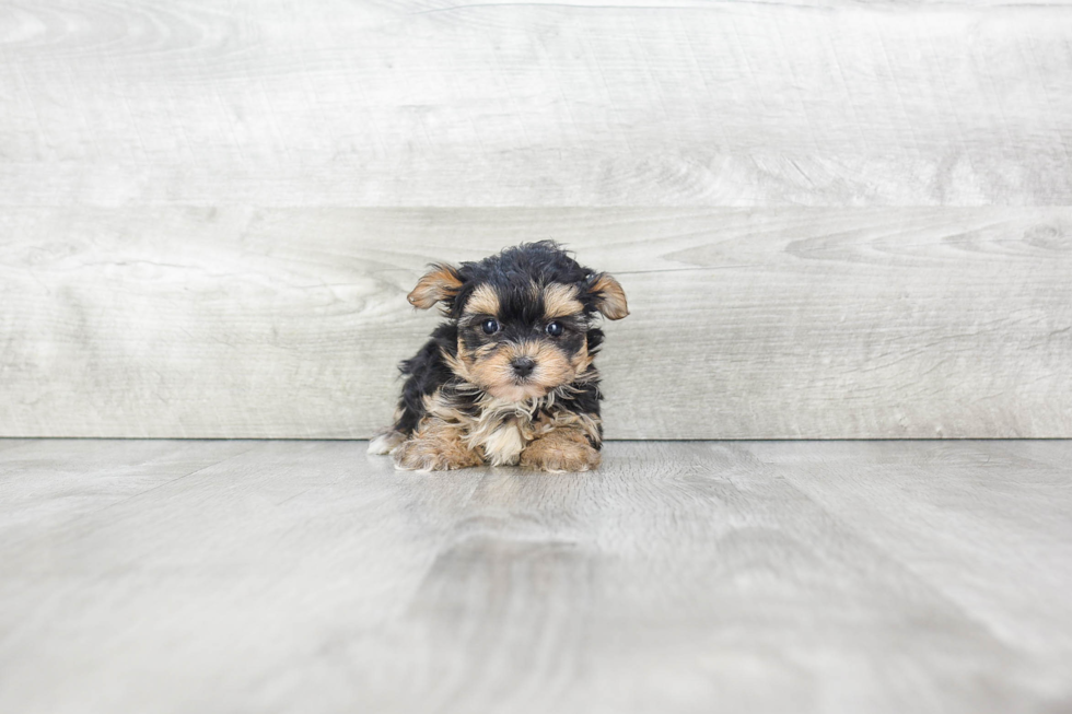 Popular Morkie Designer Pup