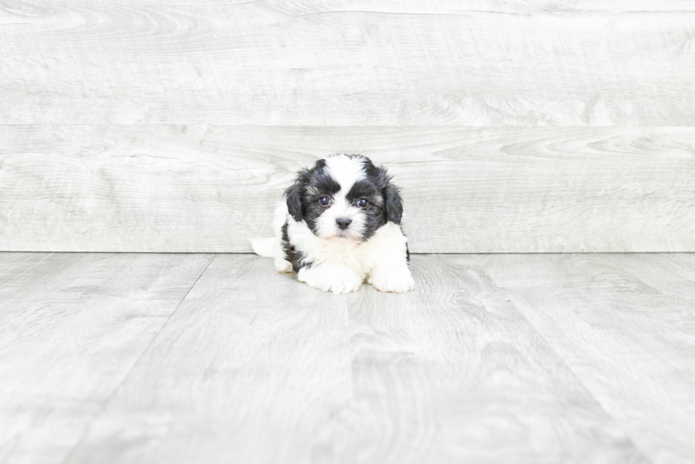 Teddy Bear Pup Being Cute