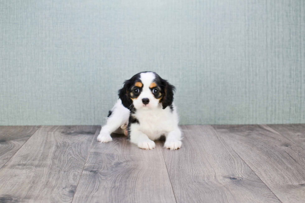 Cavalier King Charles Spaniel Pup Being Cute