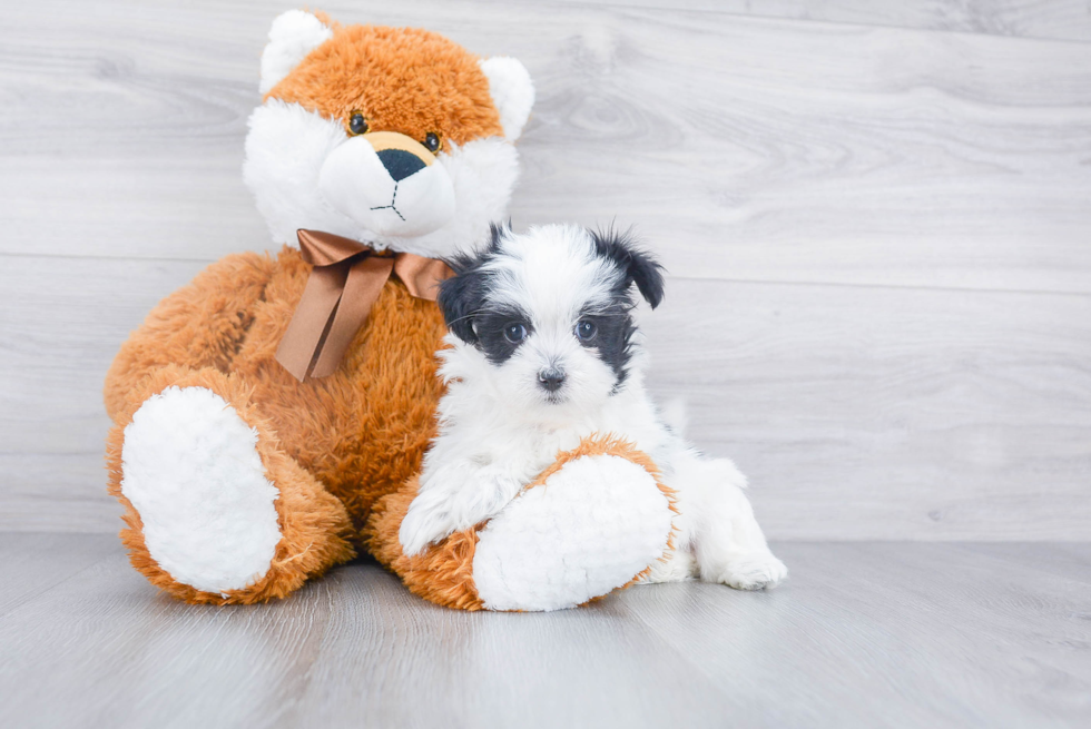 Teddy Bear Pup Being Cute