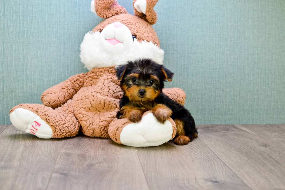 Meet Bella - our Yorkshire Terrier Puppy Photo 