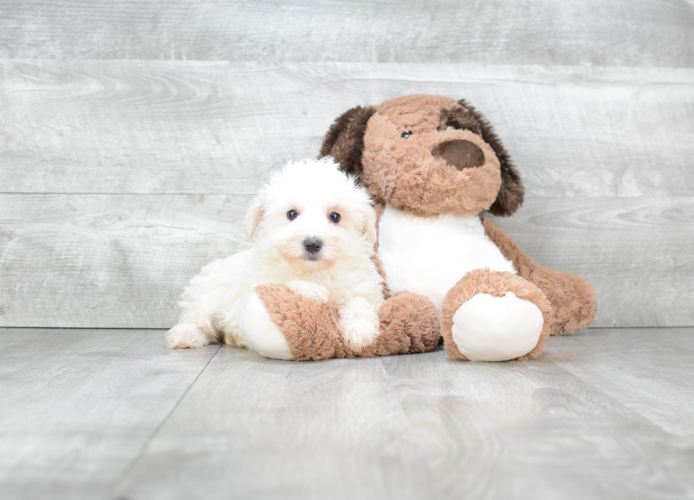 Petite Maltipoo Poodle Mix Pup