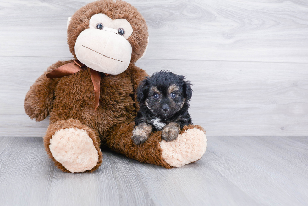 Mini Aussiedoodle Puppy for Adoption