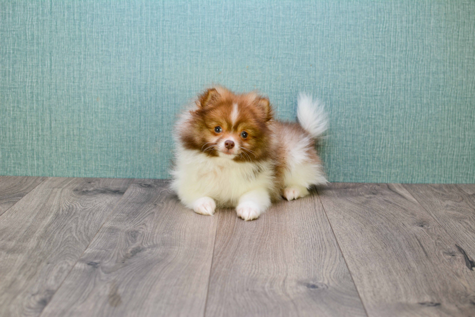 Best Pomeranian Baby