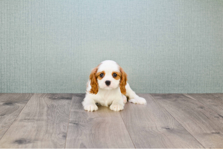 Happy Cavalier King Charles Spaniel Purebred Puppy