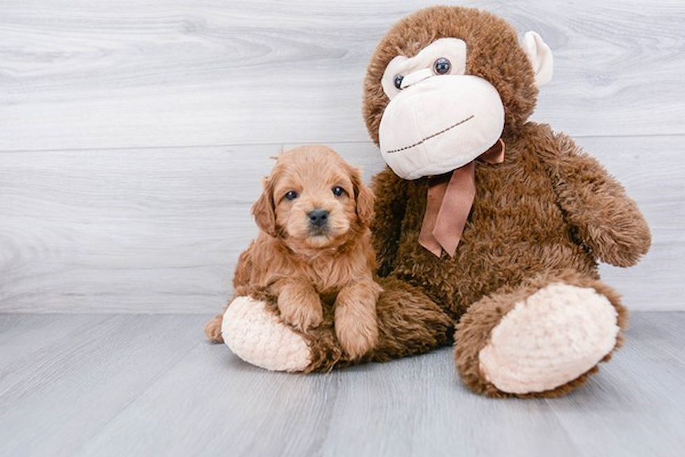 Best Cockapoo Baby