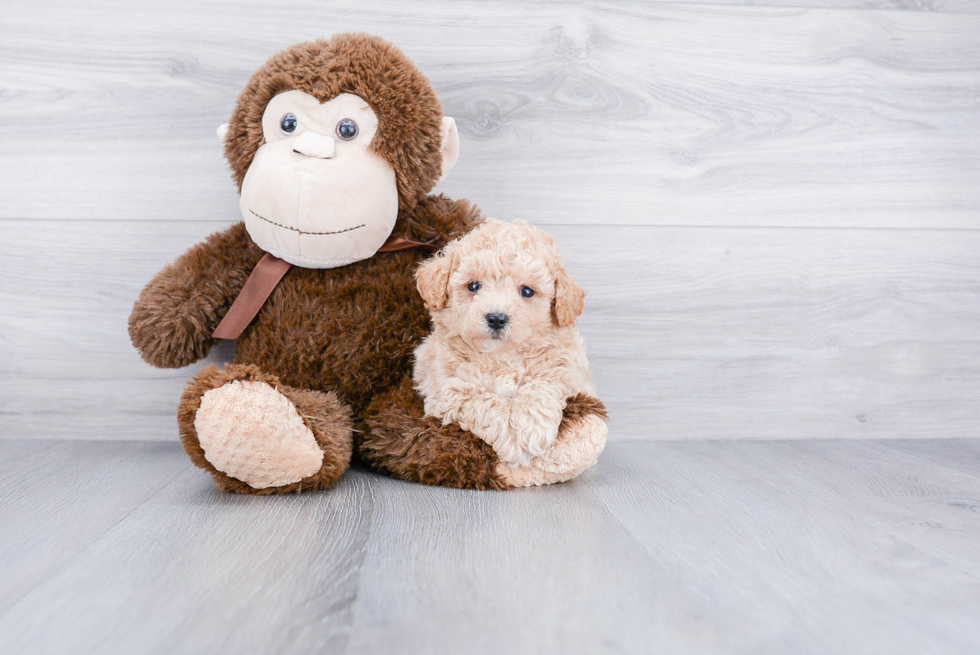 Popular Maltipoo Poodle Mix Pup