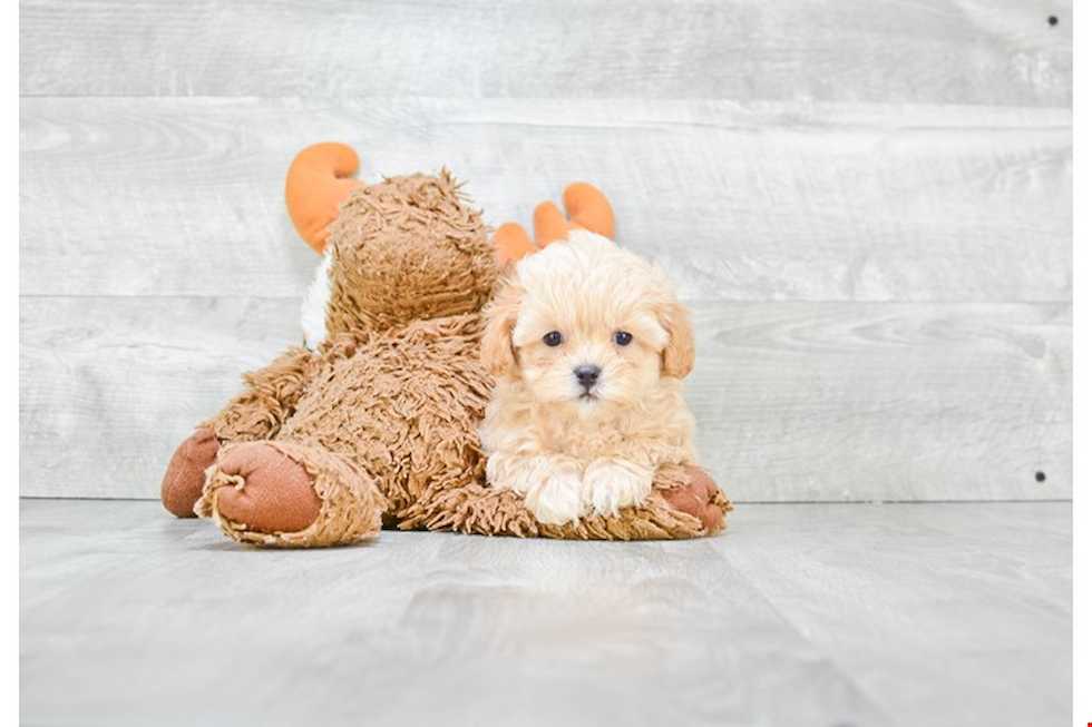 Popular Maltipoo Poodle Mix Pup