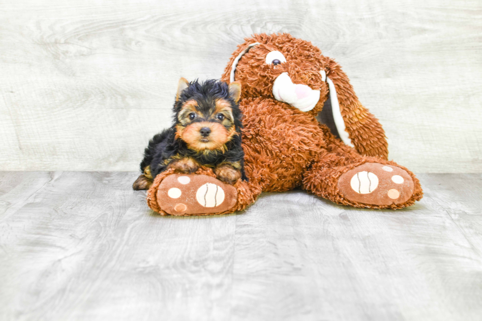 Meet Bella - our Yorkshire Terrier Puppy Photo 