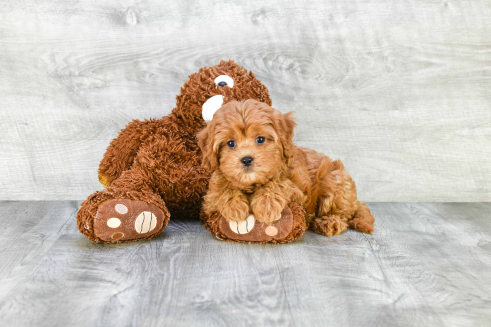 Best Cavapoo Baby