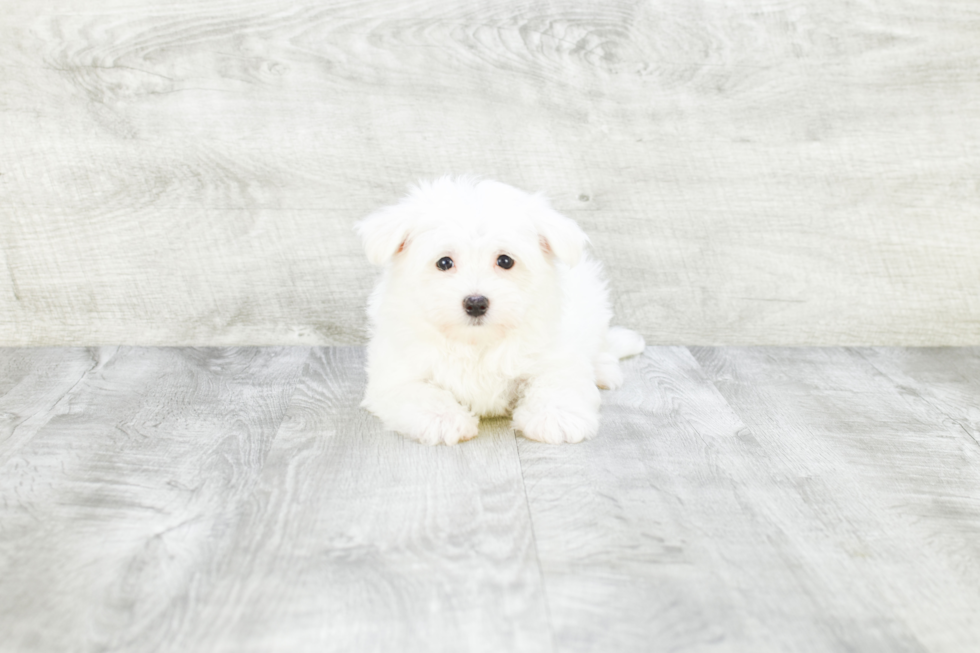 Akc Registered Maltese Purebred Pup