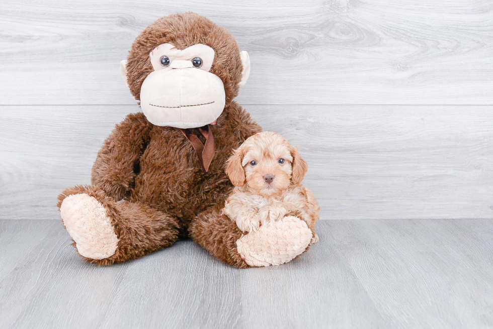 Smart Cavapoo Poodle Mix Pup