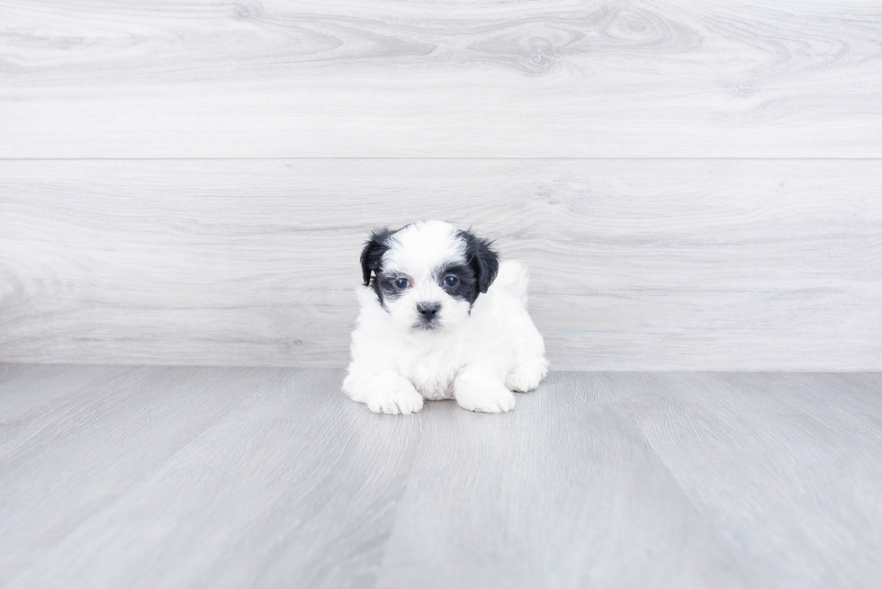 Smart Teddy Bear Designer Pup