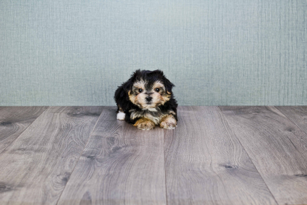 Energetic Yorkie Designer Puppy